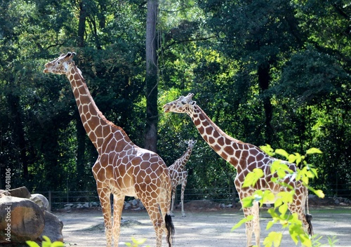 three giraffes in zoo