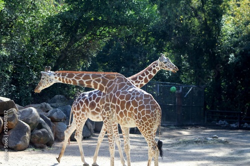 Photography two giraffe in the zoo