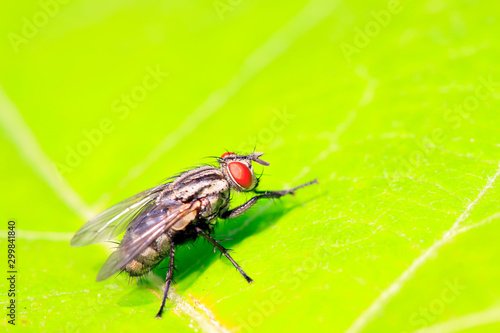 Tachinidae on plant