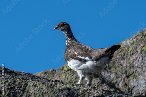 Ptarmigan