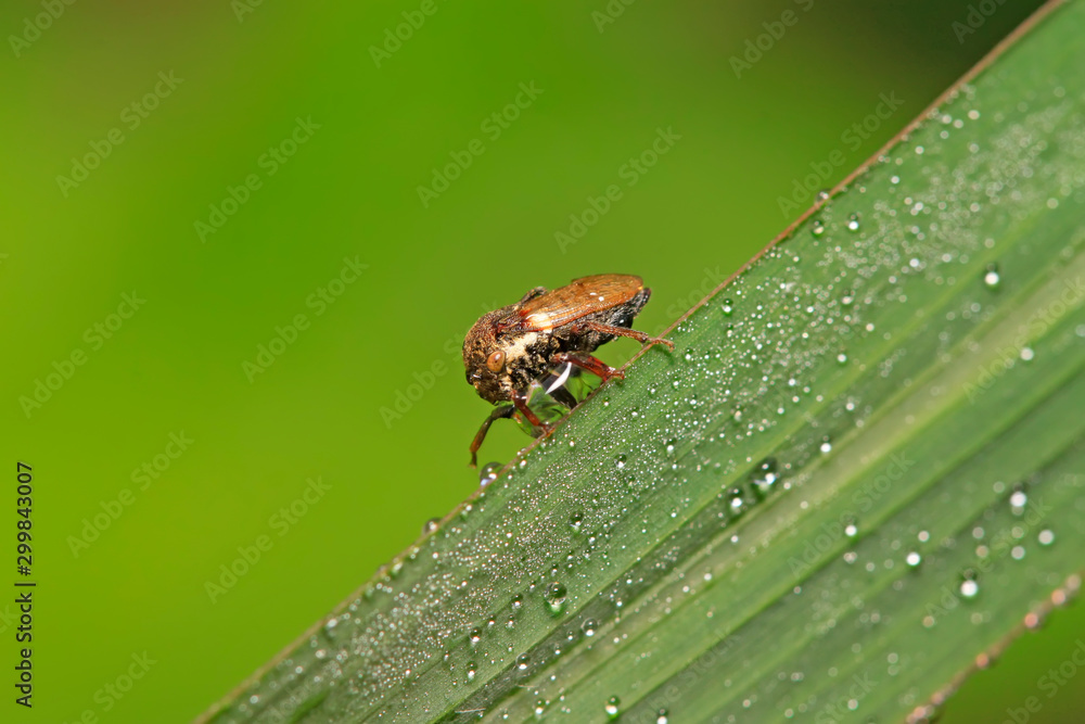Membracidae insects Membracidae insects