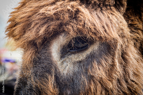 Εκτύπωση καμβά Close up of a donkey eye