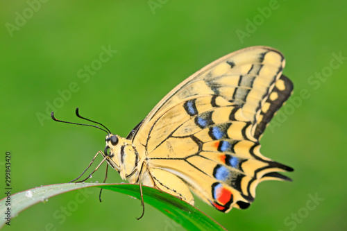 Papilio machaon on green plant © YuanGeng