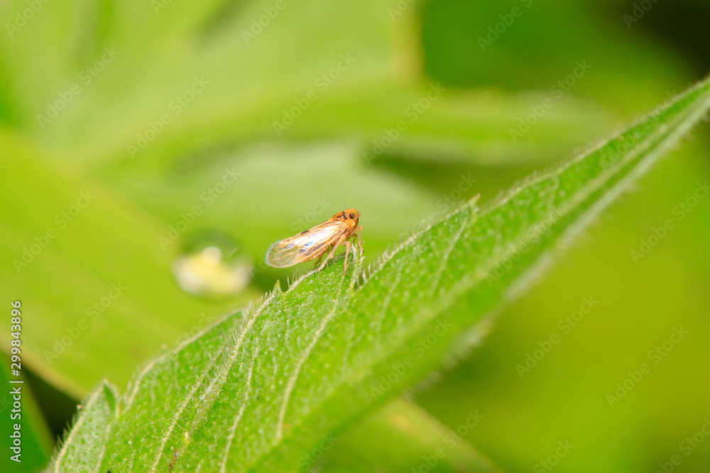 leafhopper on plant leafhopper on plant