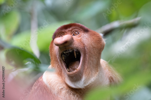 Proboscis monkey with angry facial expression