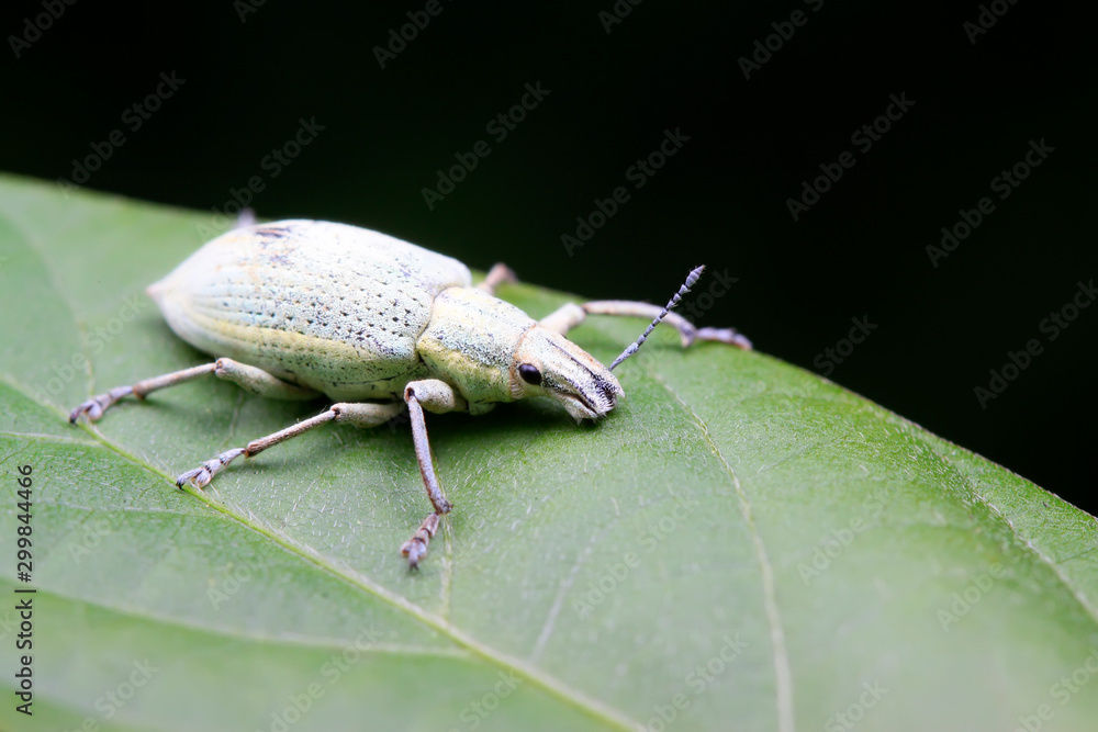 weevil on plant weevil on plant