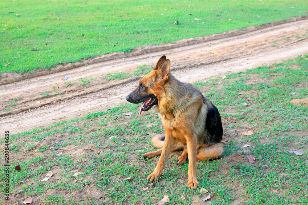 Shepherd dog on green grassland Shepherd dog on green grassland