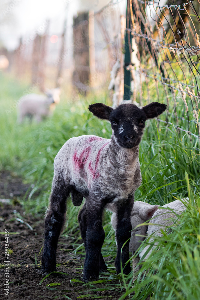 A new spring Suffolk lamb stands by another resting lamb A new spring Suffolk lamb stands by another resting lamb
