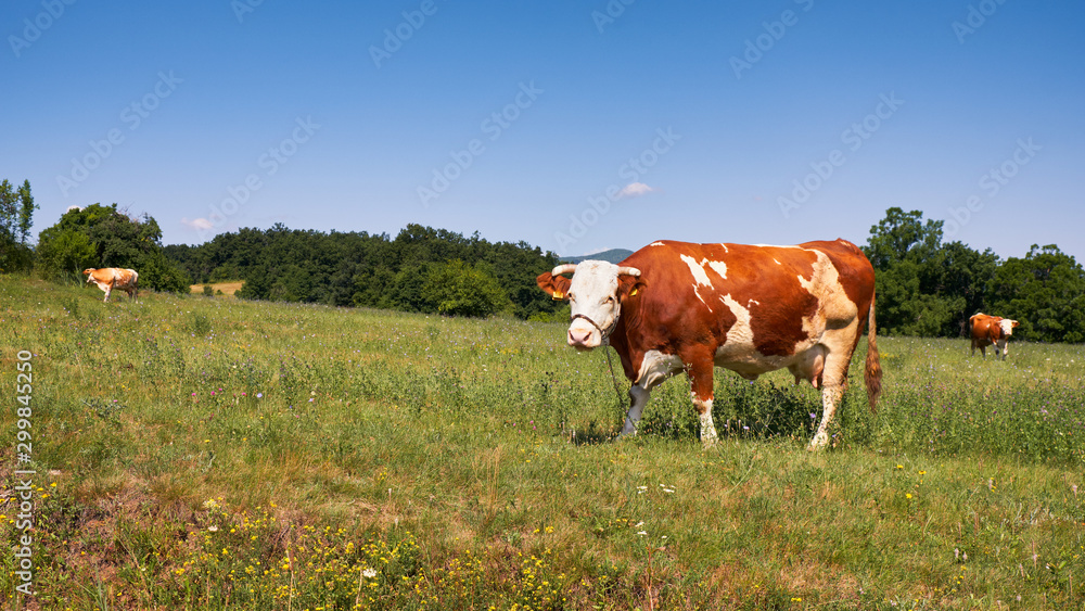 Brown spotted cow grazing in the field of grass Brown spotted cow grazing in the field of grass
