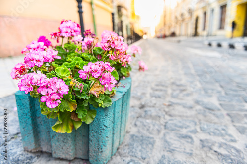 Wallpaper Mural Ukrainian capitol city street with pink geranium flower decorations and bokeh background of cobblestone street road in Kyiv, Ukraine Torontodigital.ca