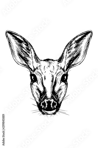 Fallow deer sketch, portrait black and white