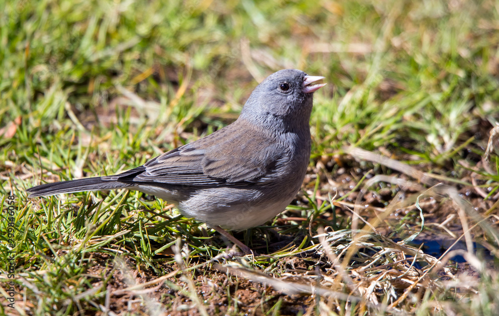 Fototapeta premium Junco in grass