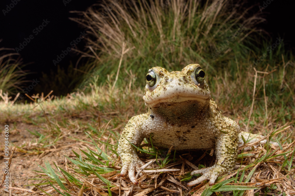 Obraz premium wide angle male Natterjack toad (Epidalea calamita)