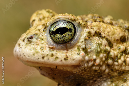 face male Natterjack toad (Epidalea calamita)