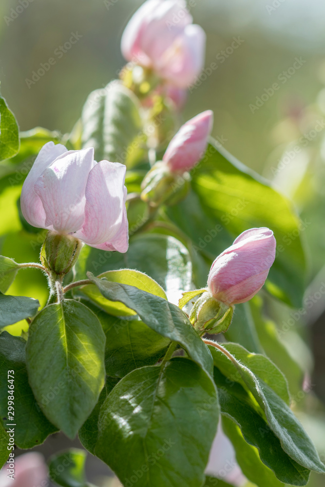 Close up of fruiting quince blossoms Close up of fruiting quince blossoms