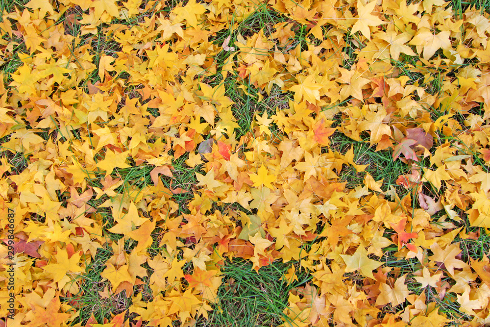 Yellow maple leaves on the ground Yellow maple leaves on the ground