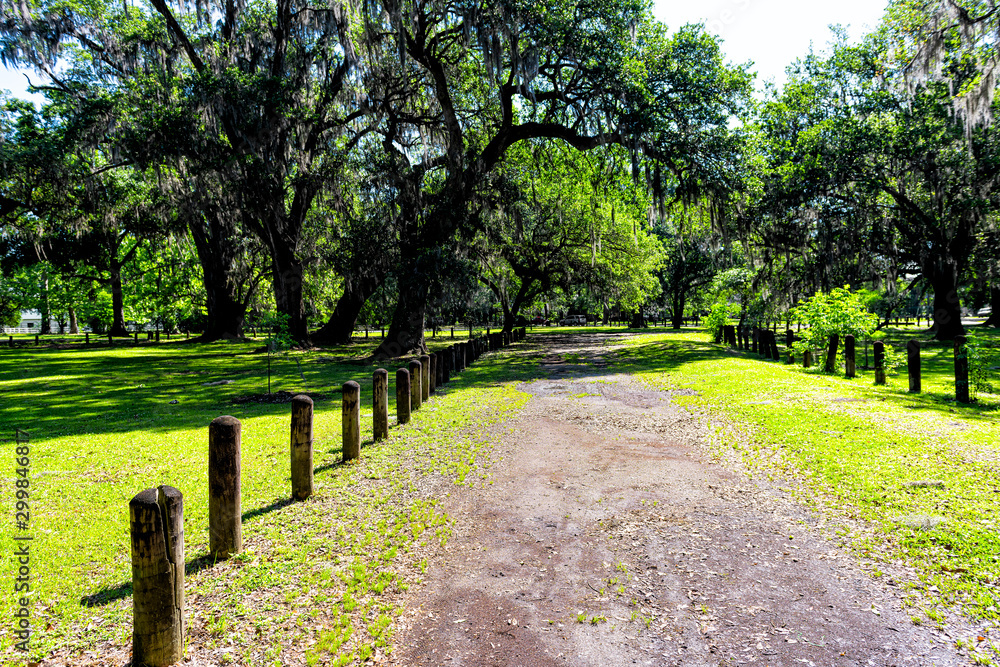 Obraz premium Southern live oak trees in New Orleans Audubon park on sunny day with path trail to green Tree of Life in Garden District of Louisiana city