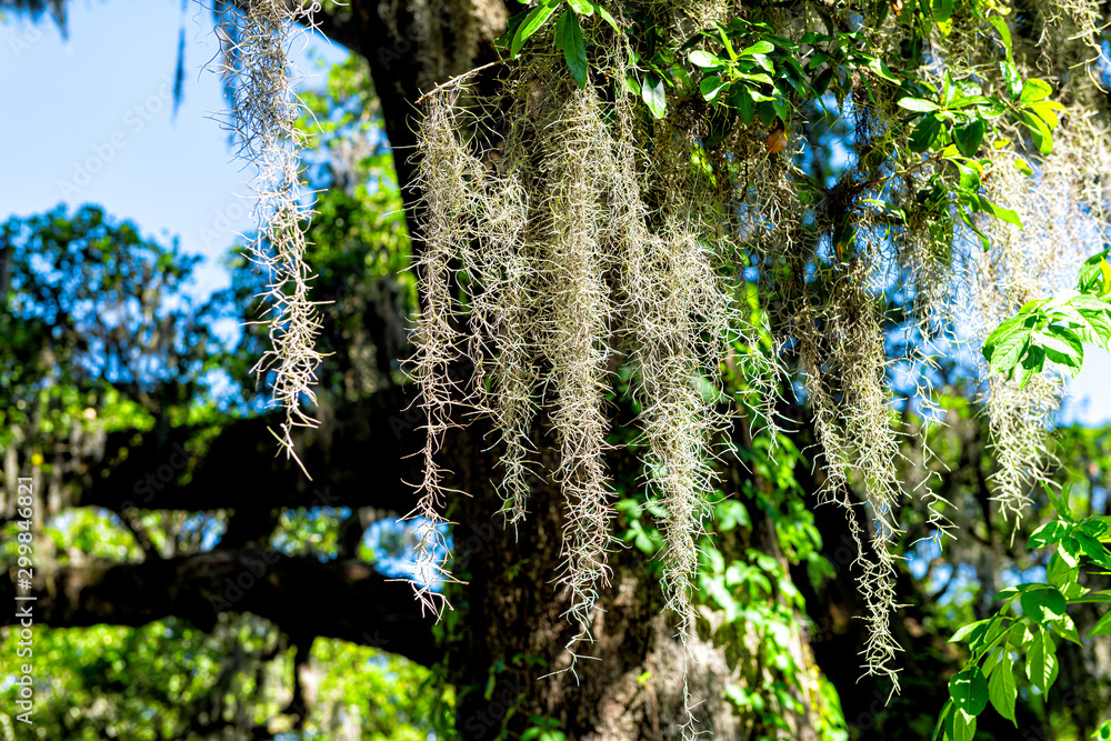 Fototapeta premium Southern live oak trees closeup of hanging spanish moss in New Orleans Audubon park on sunny day with green Tree of Life in Garden District of Louisiana city