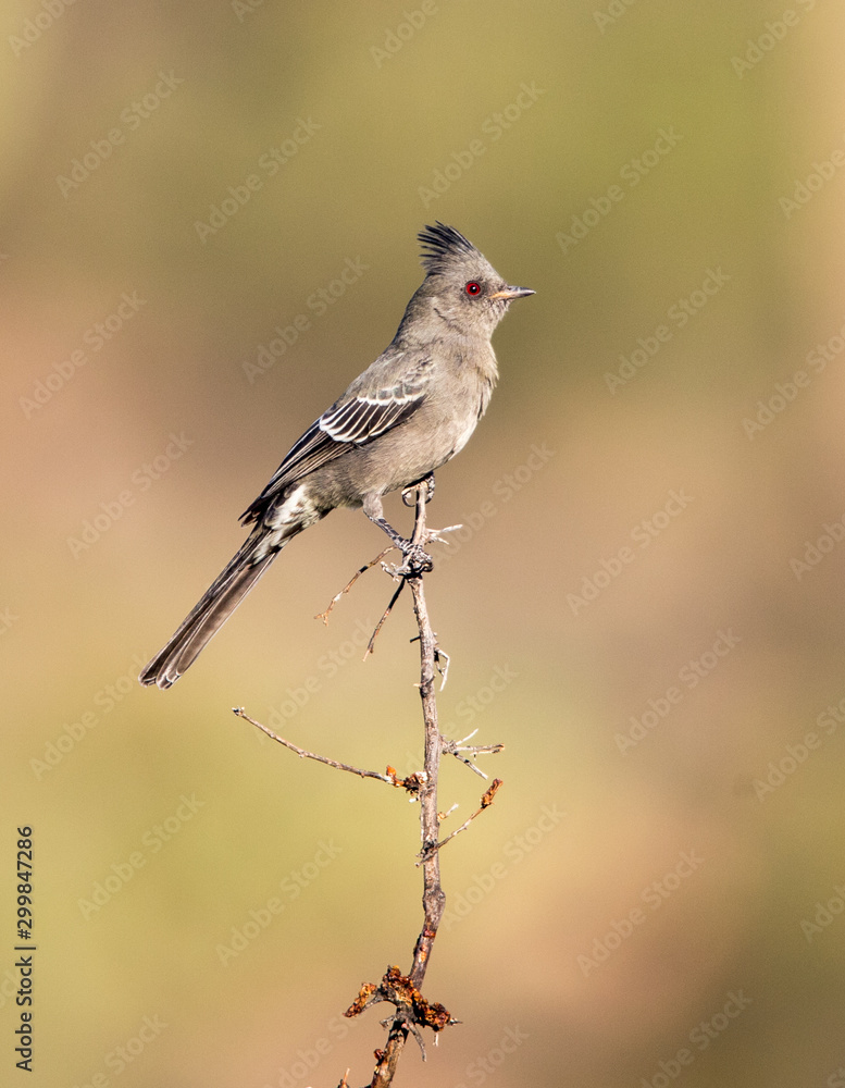 Obraz premium desert phainopepla in cacti 