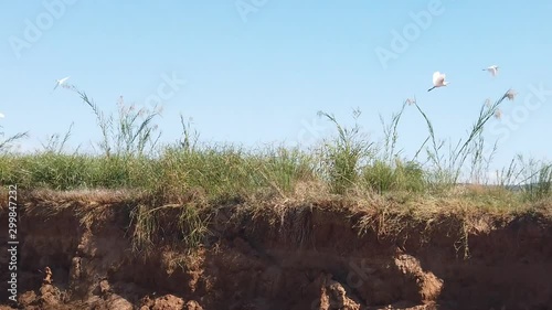 Large Heron Birds Flying Over River Bank Madagascar