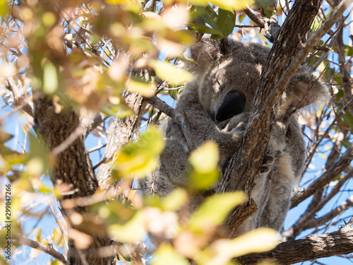 koala