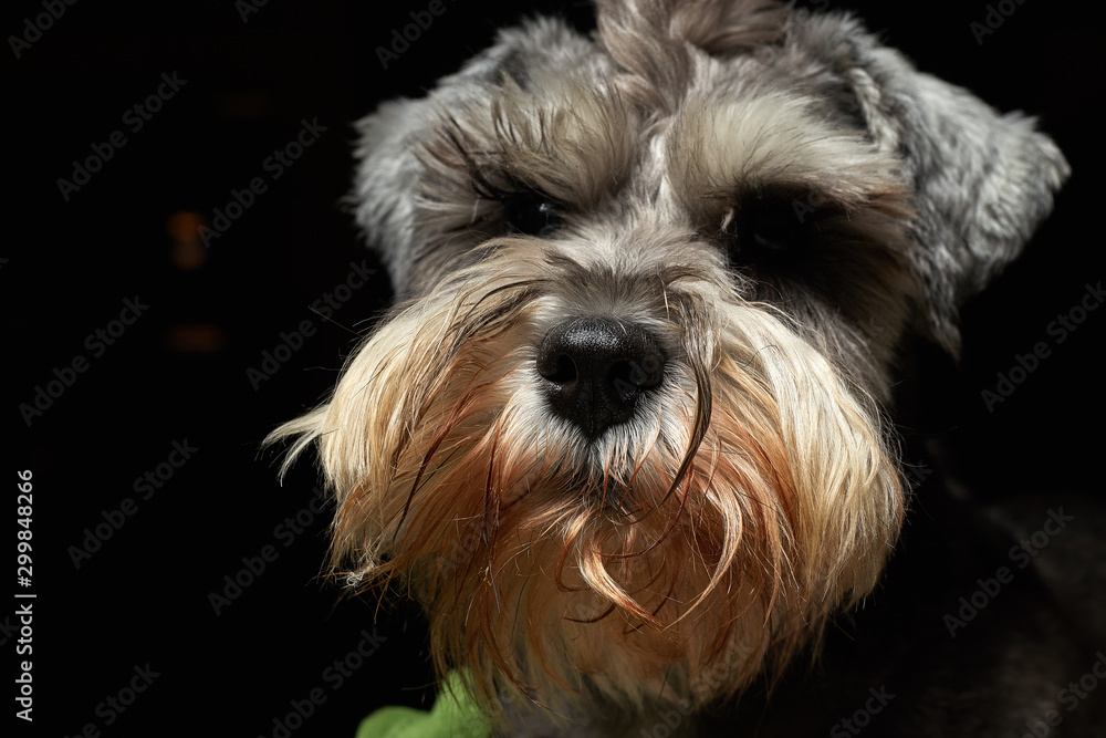 Portrait of a beautiful and cute gray dog. Cute animal schnauzer dog. Emotional portrait.pet, gray hair, dog, schnauzer,