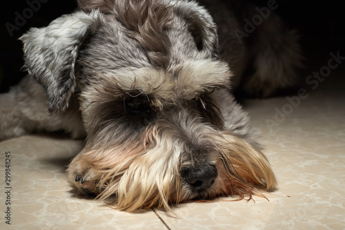 Portrait of a beautiful and cute gray dog. Cute animal schnauzer dog. Emotional portrait.pet, gray hair, dog, schnauzer,