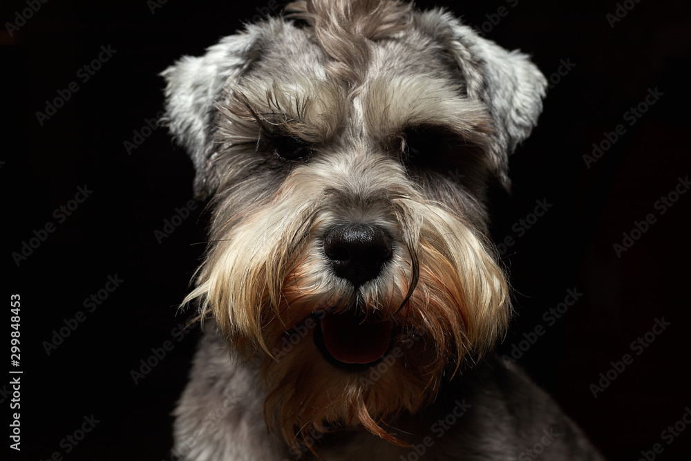 Portrait of a beautiful and cute gray dog. Cute animal schnauzer dog. Emotional portrait.pet, gray hair, dog, schnauzer,