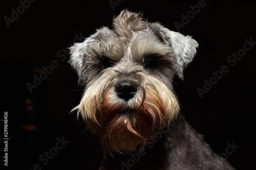 Portrait of a beautiful and cute gray dog. Cute animal schnauzer dog. Emotional portrait.pet, gray hair, dog, schnauzer,