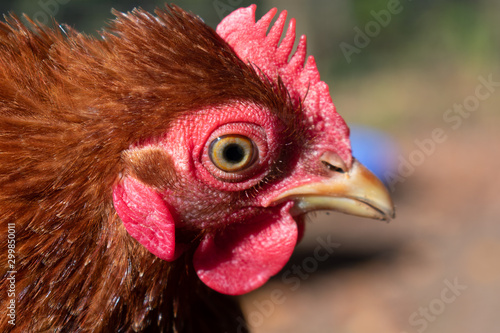 portrait of a hen