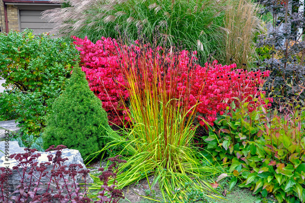 Φωτογραφία Beautiful textures and colours in this fall xeriscape garden include Iris siberica, euonymus alata commonly known as burning bush, roses, sedum and ornamental miscanthus grass