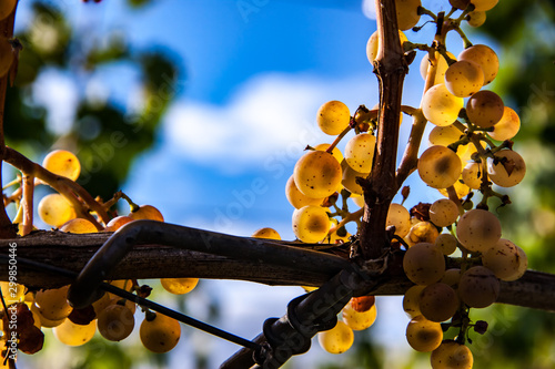 bunch of grapes