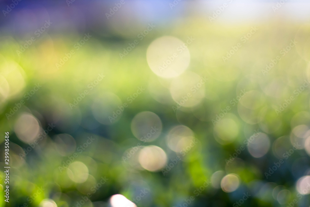 Obraz premium Zielony bokeh