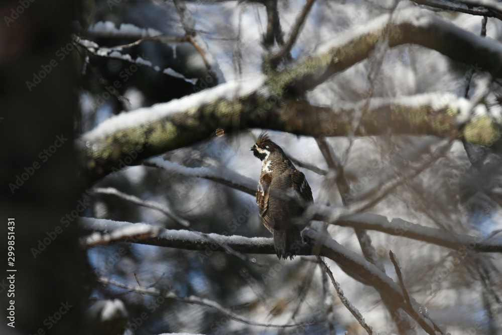 Hazel grouse sits on a tree among the dense branches Hazel grouse sits on a tree among the dense branches