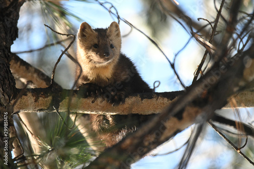 Foto sable sits on a tree in the natural environment