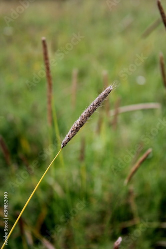 Grass straw on a green background.