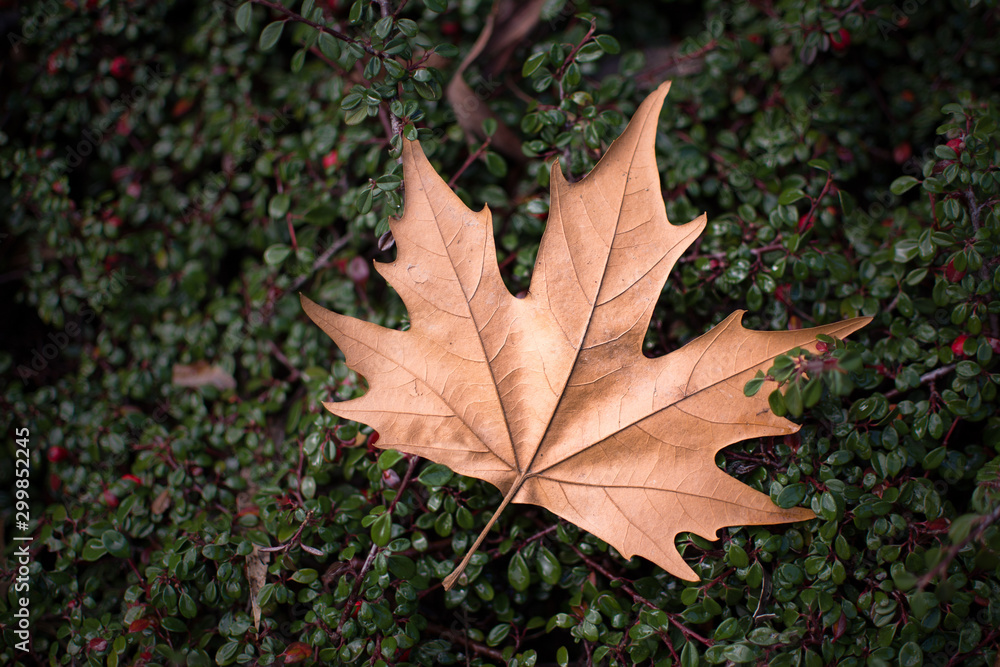 Dry fallen leaf on green ground cover background. Dry fallen leaf on green ground cover background.