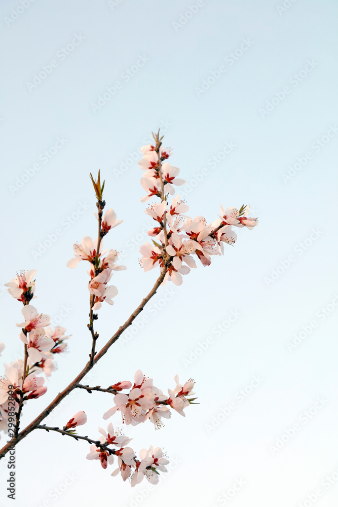 Peach blossom Peach blossom