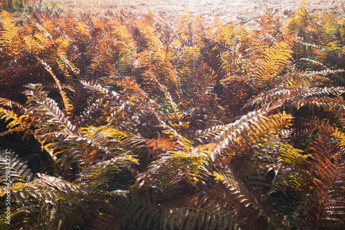 The fern leaves in autumn