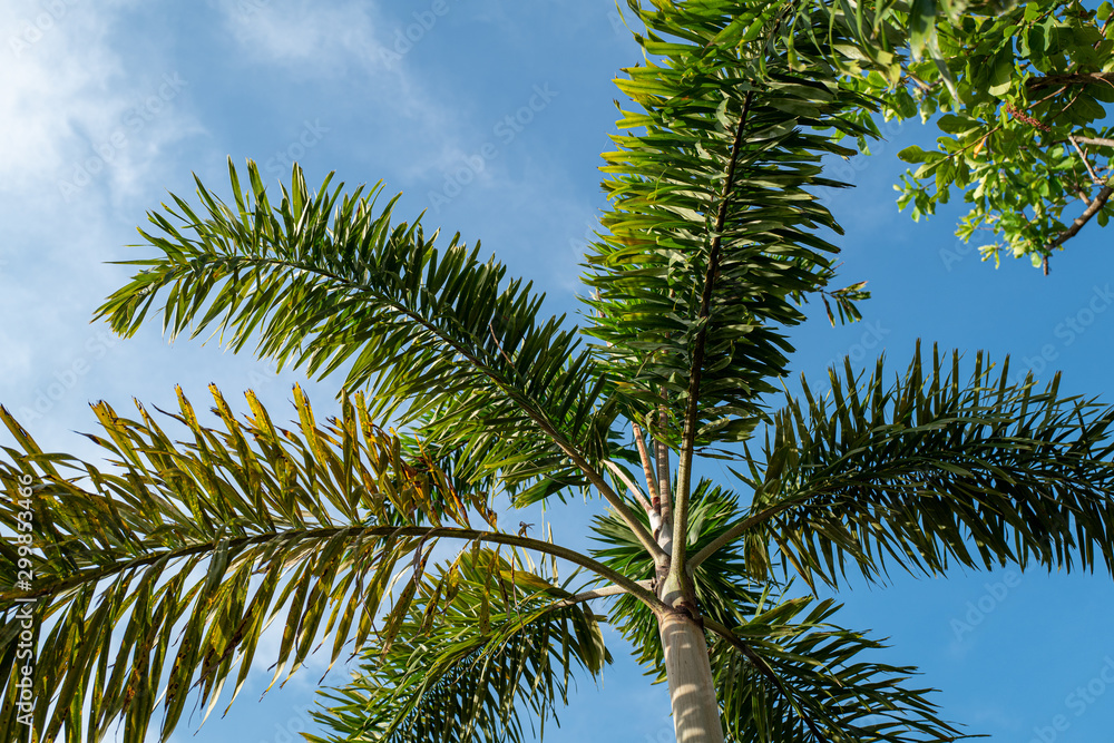 Underneath palm tree in blue sky background. Fresh air atmosphere to save environment in the world.