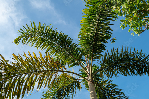 Underneath palm tree in blue sky background. Fresh air atmosphere to save environment in the world.