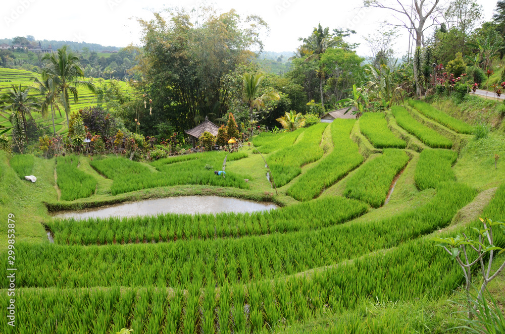Jatiluwih rice terraces and plantation in Bali, Indonesia