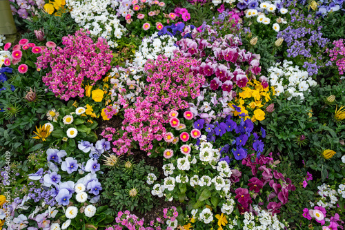 Fototapeta Naklejka Na Ścianę i Meble -  Colorful flowers in the garden as background textures.
