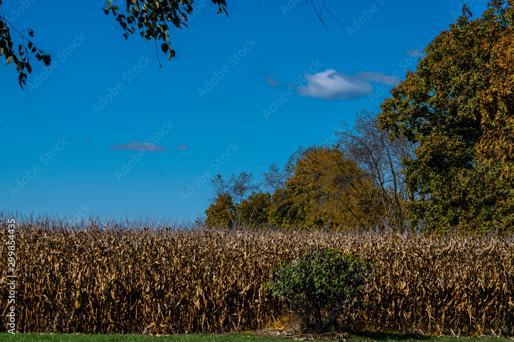 Obraz premium Harvest