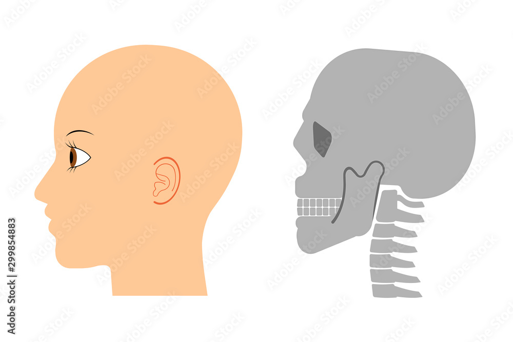 人の横顔と頭蓋骨