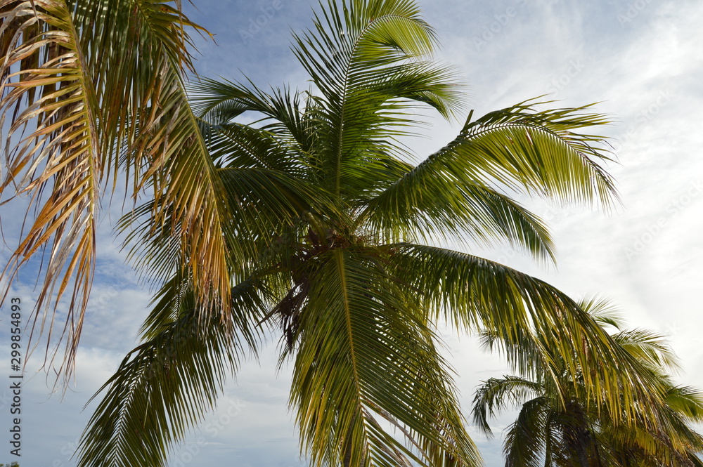 Obraz premium palmeras