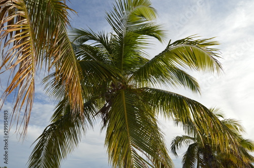 Fototapeta Naklejka Na Ścianę i Meble -  palmeras