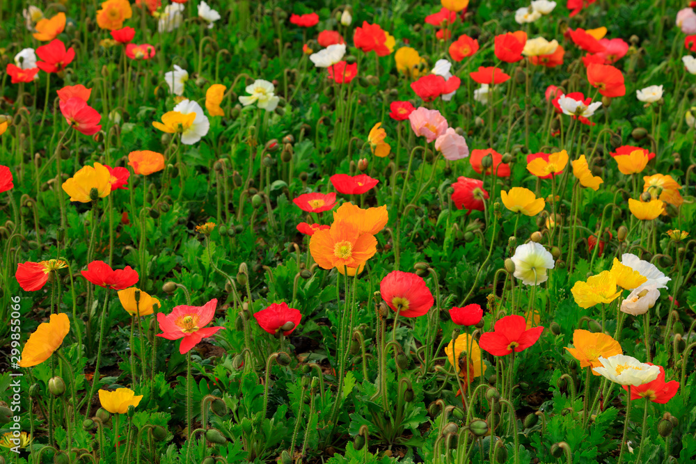 Corn poppy flowers