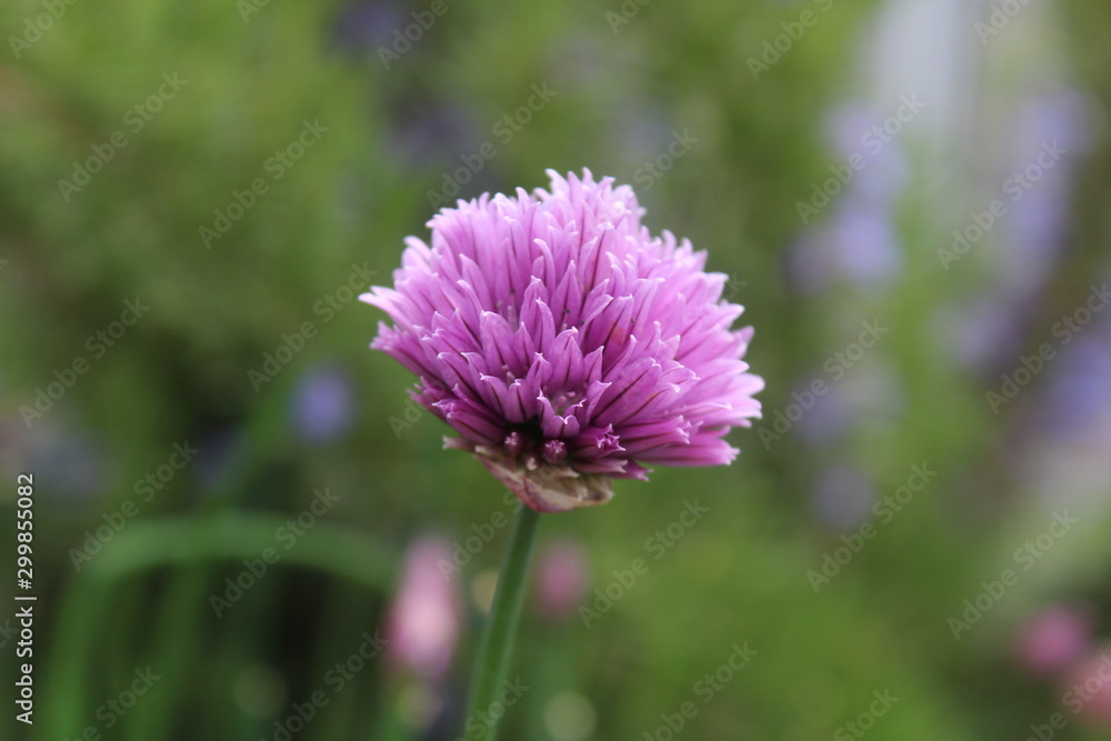 Schnittlauchblüte Schnittlauchblüte
