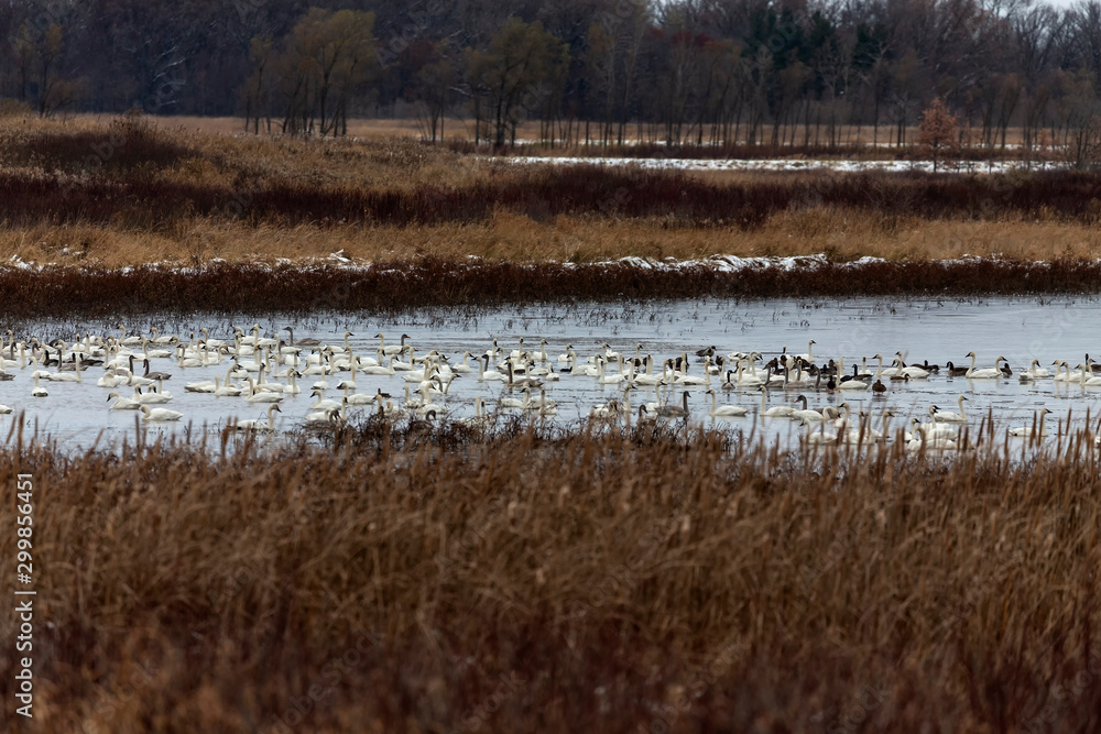 Migrating swans and ducks heading south on state wildlife and refugee area in Wisconsin